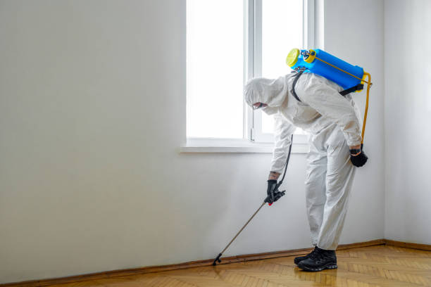 Flea Control Services in Pinetop Country Clu, AZ