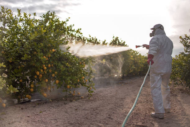 Trusted Pinetop Country Clu, AZ Pest Control Experts
